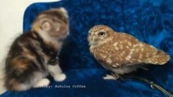 awwww-cute:  KITTEN AND BABY OWL… (Source: