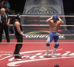 a-luchadork:  Sagrado is not impressed by your “sexy” dances, Blue Panther Jr!!