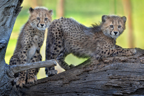 sdzsafaripark:Addison’s 6 fluff balls are melting hearts. Photos by Ion Moe