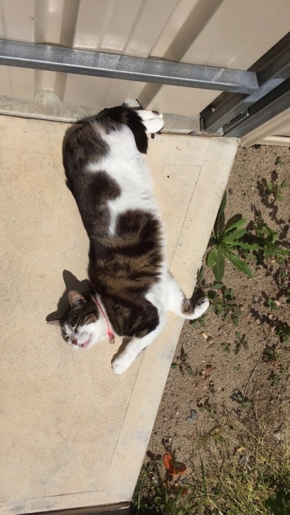 unflatteringcatselfies:Clara loves the sun - she loves the sun a lot