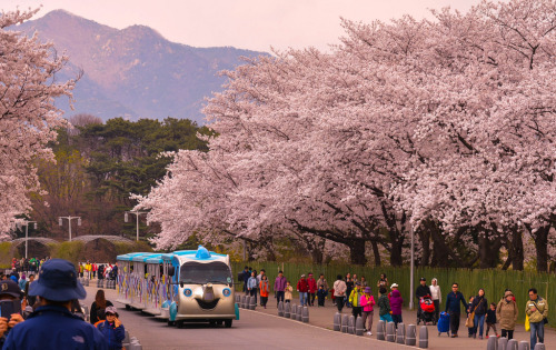 lovesouthkorea:  Seoul Grand Park by Skagos26