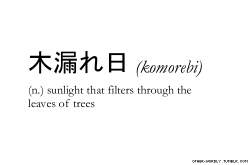  Word Of The Week  Komorebi ~ Sunlight that