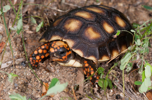 Red Foot Tortoises (Chelonoidis carbonaria) are found across Central and South America, and have bee
