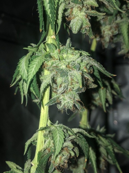 trichomephotography:

Atomic is going hang dry for 14 or so days. Bred by Bomb Seeds 