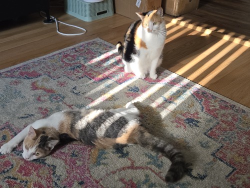 Blazing These Pics Of Pepper (moustache) And Sweet Potato (pastel No Moustache) Please Enjoy