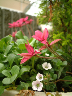 Rhodohypoxis baurii and little white flowers by shirori on Flickr.