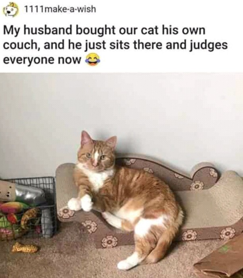 Porn justcatposts:  Finally, a throne to judge photos
