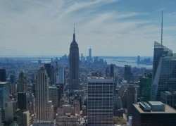 pawfectly:  new york cityy