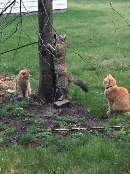 Our little cat family, now that it&rsquo;s warm enough to let them in and out the window