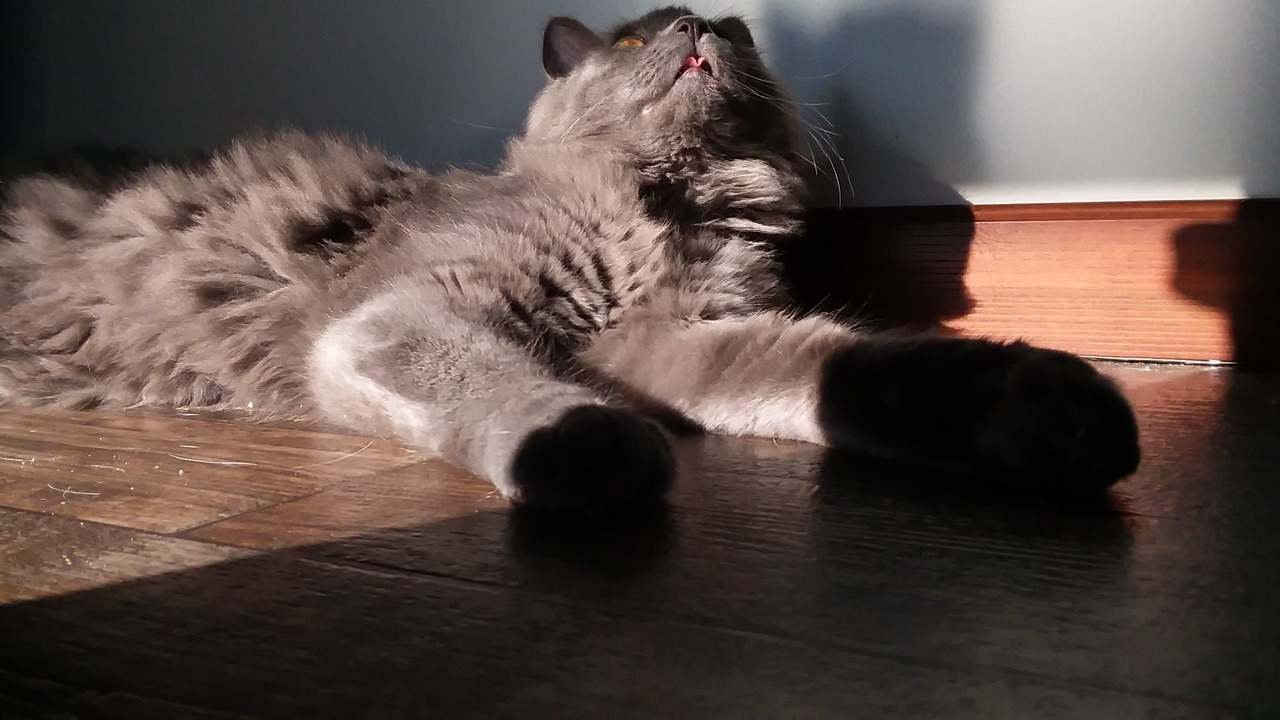 colourpatternist: A tongue blep and a yawn. Finally I got a non blurry yawn!  Wanna