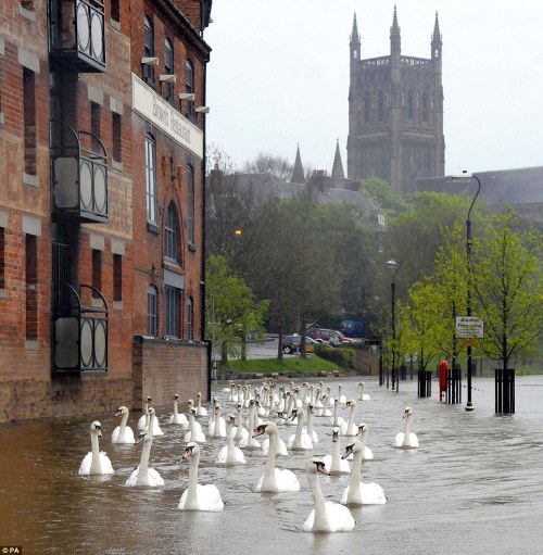 conflictingheart: Swans swimming through the streets of Worcester, England after a flood.