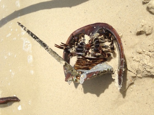 parliamentrook:Good beach day. I had to dig the horseshoe crab out from underneath to get it free of