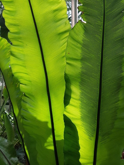 Asplenium nidus. I’m a sucker for ferns but can’t provide proper care for one right now! 