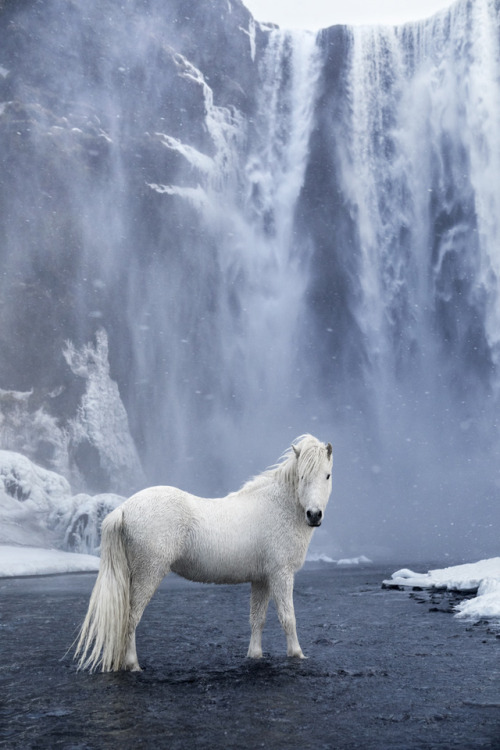 scarlettjane22: Icelandic Horses Photos by Drew Doggett