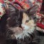 kittythebuilder