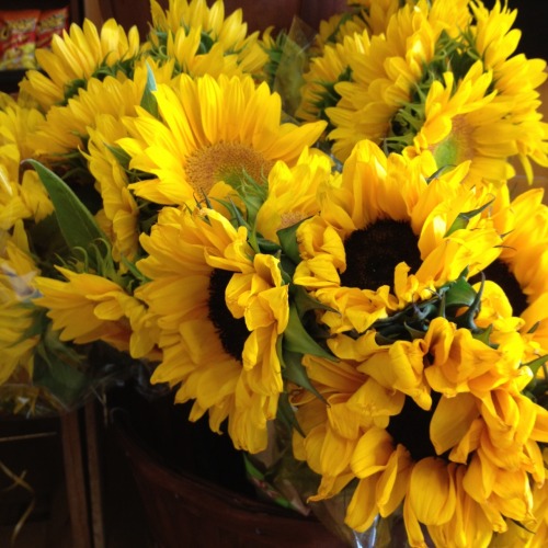 tealca-t:so many sunflowers at the store adult photos