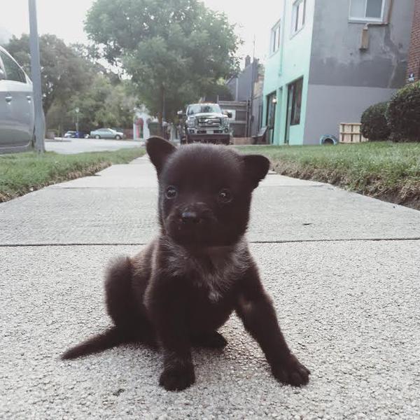 Baby Animal Posts