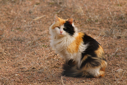 (via whithered_perception)
