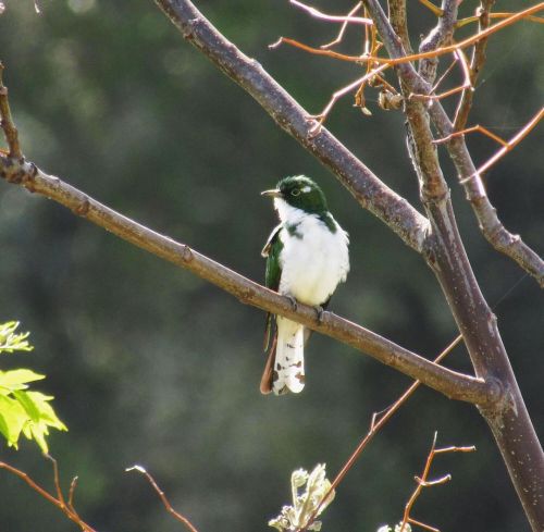 “Well, oh the cuckoo, oh the cuckoo… Oh the cuckoo, she sings her song; But she never has hollered