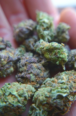 nickijuana:  Some goods:) 