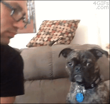 dangerouslesbian:  i cannot fucking stop laughing at this dog 
