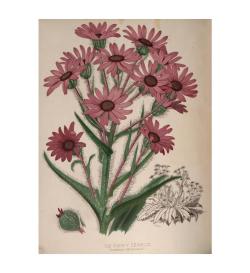 Heaveninawildflower:  The Showy Senecio. Plate From ‘Paxton’s Flower Garden.’