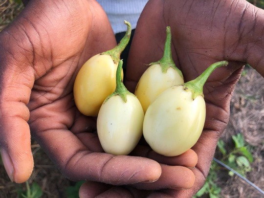 Scarlet Chinese Eggplant Seeds, This Sunday, I took the Sca…