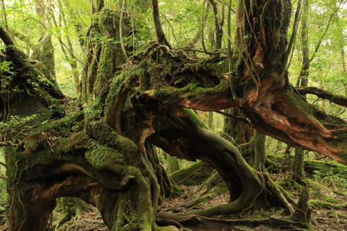 Unforgettable beauty - Photos from last summer in Yakushima. Inspiration for MOSS FOREST collection.