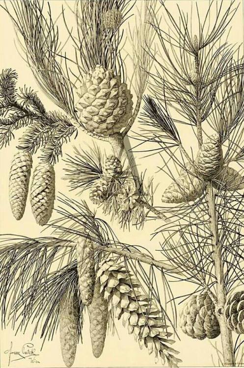 The Plant in Art and Trade (Pine Cones)  -  Anton Seder , 1890German, 1850-1916illustration