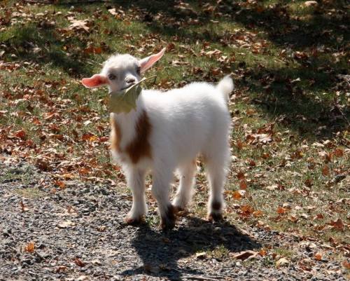 cute-overload:  I gots a leaf!http://cute-overload.tumblr.com