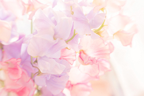 cinnahearts:  Into the Sweet Peas (by Nana* &lt;salala817&gt;)