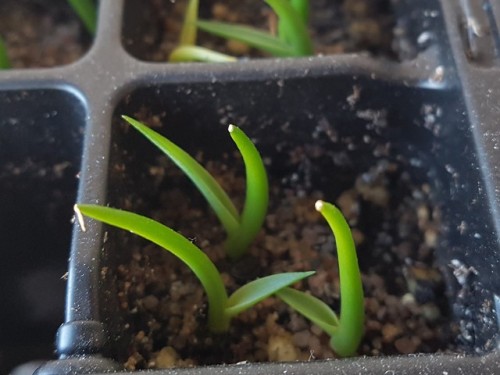 It’s really hard to get good photos of the seedlings when I’ve put them in such small containers, al