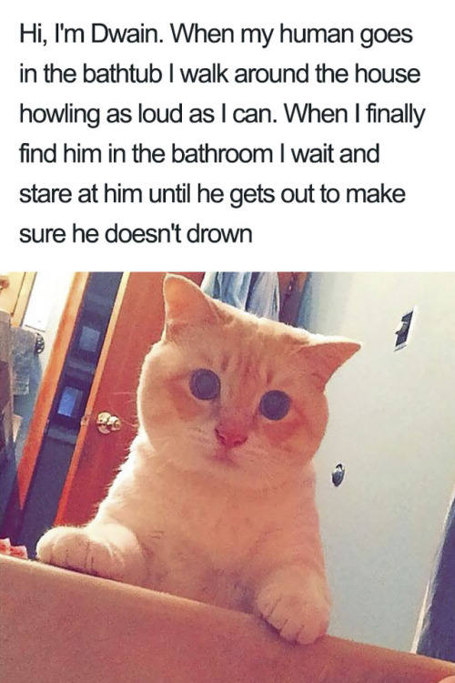 jonbonsnowvi:riya-in-the-valley:one-lost-at-sea:cheetothecat:pr1nceshawn: Bad Cats. OP, you fool. Th