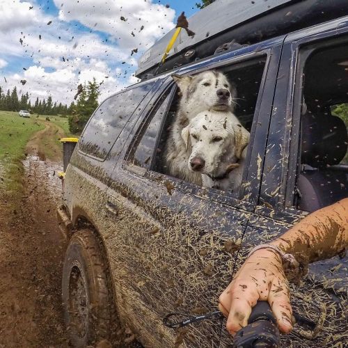 asylum-art-2:  Man takes his dogs on an amazing photographic journey   Breakin’ Hearts,  Facebook,  Instagram Loki  is a wolfdog — husky, arctic wolf, malamute mix — who lives in Colorado  with his owner, Kelly Lund. From hanging out in a backpacking