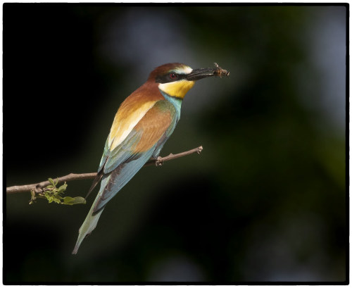 European Bee-eater (Merops apiaster)© Clive Dodd