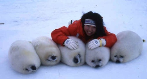 kaible:femminiello:justbabyharpseals:heavennuggetsA bountiful harvestsom big ass powdered twinkies?!