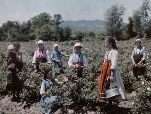 Peasants stand in fields where world-famous rose oil is cultivated, in Central Bulgaria, by Wilhelm 
