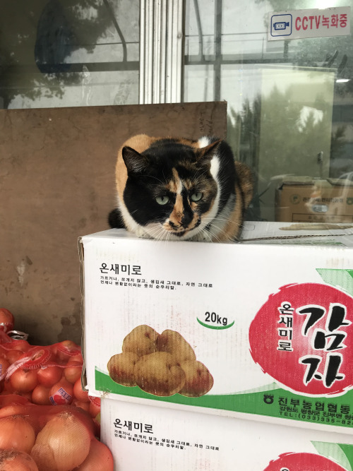 Cats in Korea are everywhere! You can often see people living food out for stray cats in the parks o