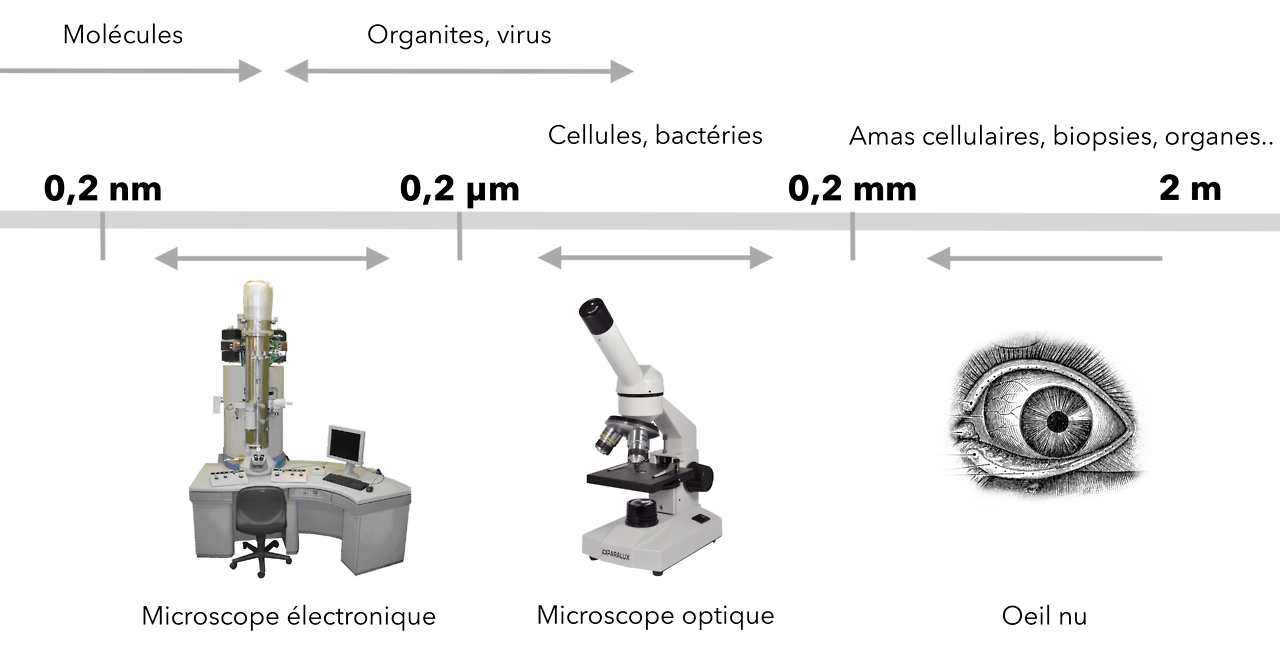 Microscope : définition et explications