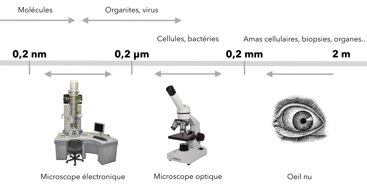 Définition  Microscope électronique