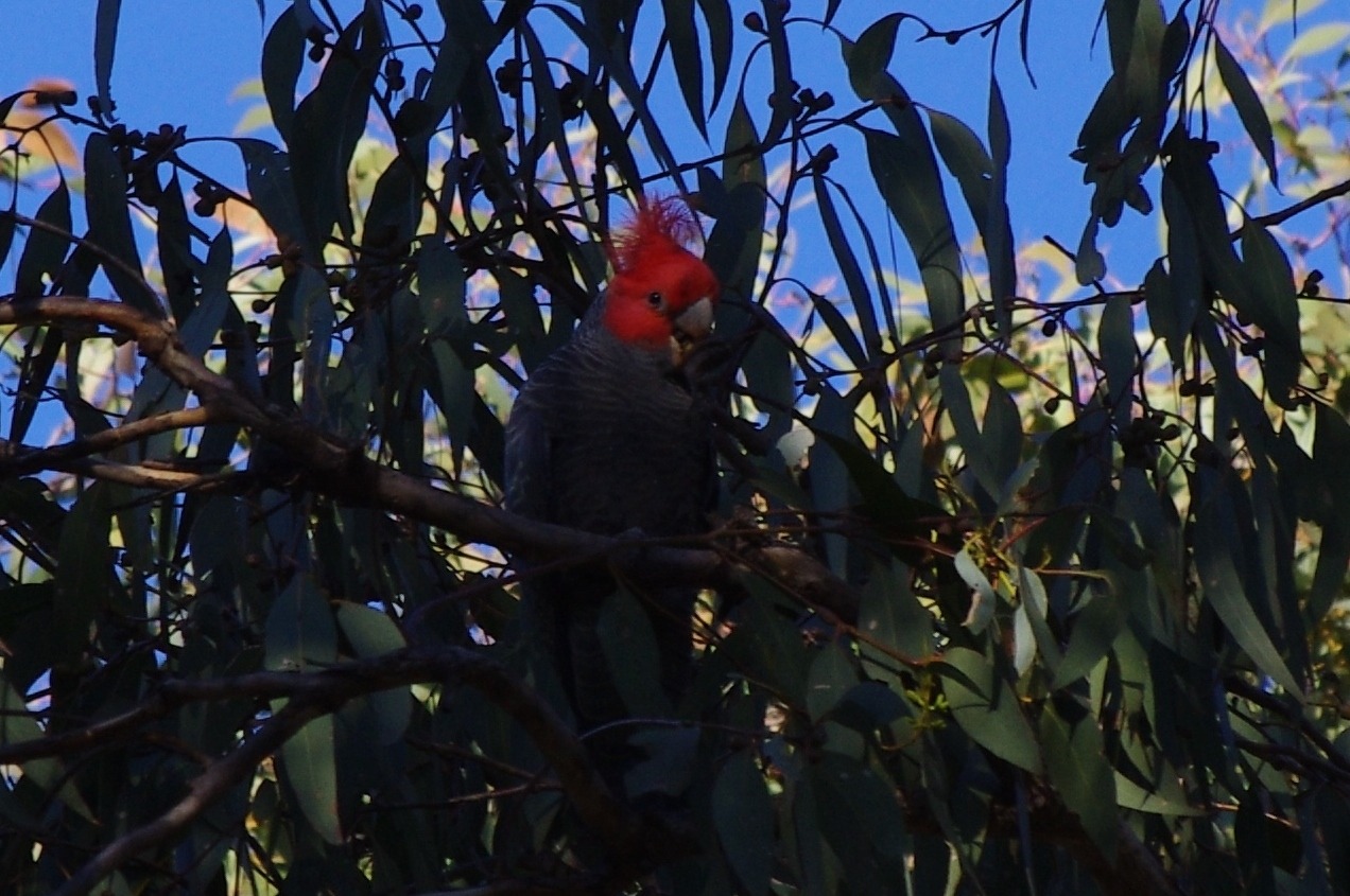 Callocephalon fimbriatum the Gang-gang Cockatoo, in Hepburn Springs VIC