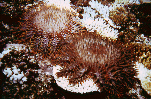 raveneuse:The Crown-of-Thorns Sea Star, Acanthaster planci“[…] is a large, multiple-armed starfish (