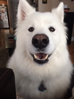 skookumthesamoyed:  flip flap ears back