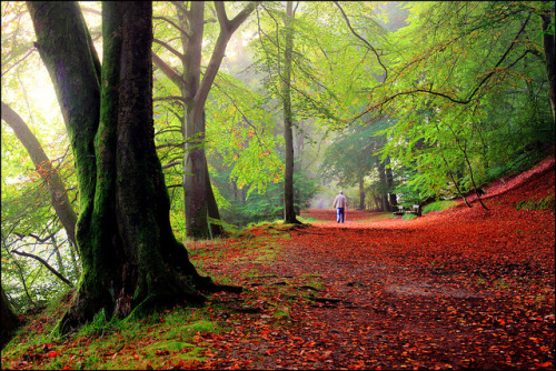 Birnam Beech by angus clyne on Flickr.