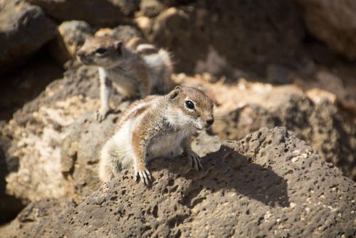 Chipmunks living on the beach in Cotillo, Fuerteventura.