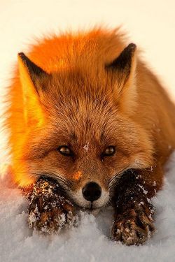 Cold Nose, Chilly Toes (Red Fox)