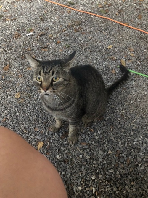 This is Leo, he belongs to one of my mom’s friends, and he is an absolute unit.(Submitted by @