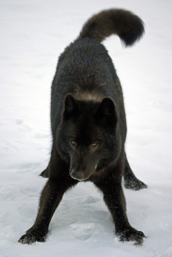 sisterofthewolves:  Romeo the friendly Alexander