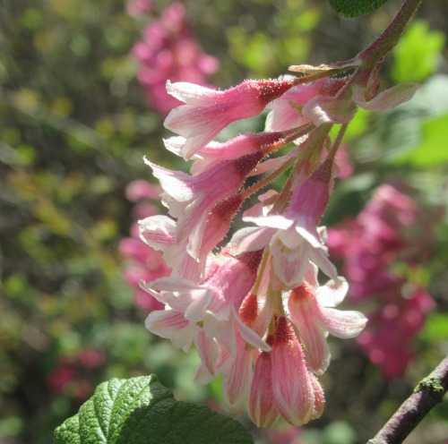 flowerishness:  Ribes sanguineum (Flowering red currant)Pokey’s PinkRed currant is a native pl