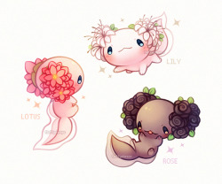 fluffysheeps:   Flowerlotls 🌸(•ㅅ•)🌸 
